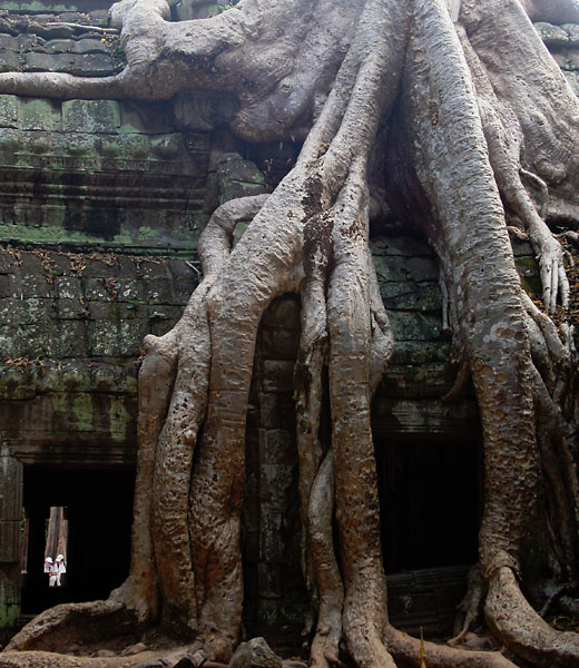 witynia Ta Prohm (2)