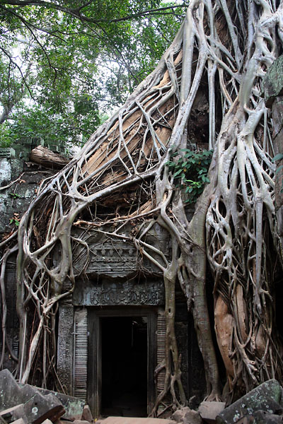 witynia Ta Prohm (4)