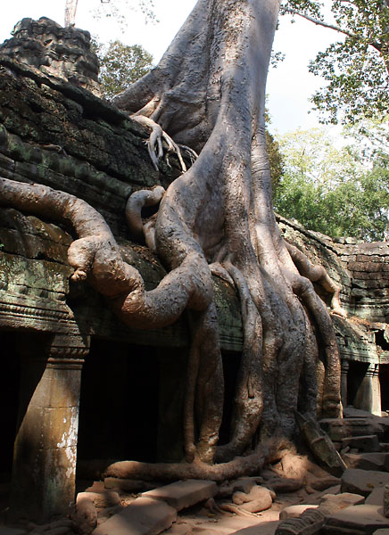 witynia Ta Prohm (5)