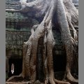 witynia Ta Prohm (2)