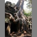 witynia Ta Prohm (5)