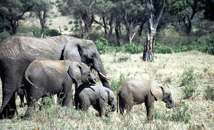 Słonie w Masai Mara