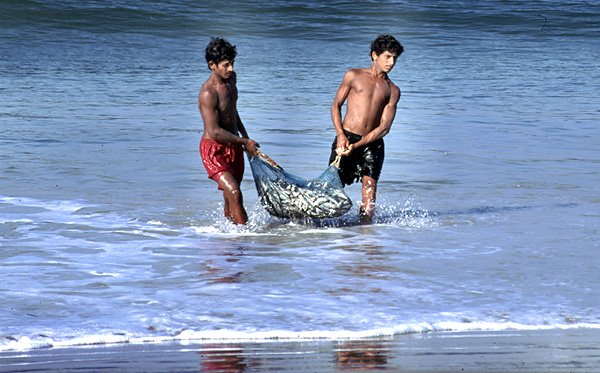 Pow ryb w wodach Goa