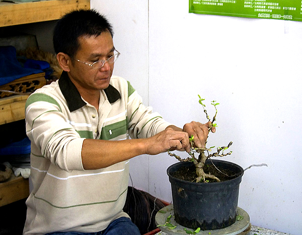 Przy pracy z bonsai