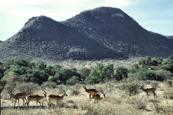 Antylopy impala w parku Samburu