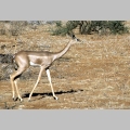 Antylopa gerenuk