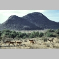 Antylopy impala w parku Samburu