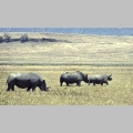 Nosoro�ce bia�e w kraterze Ngorongoro