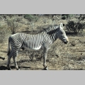 Zebra Grevy_ego