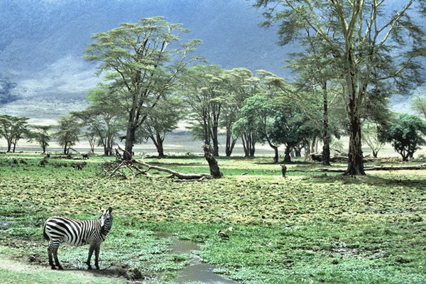 W kraterze Ngorongoro