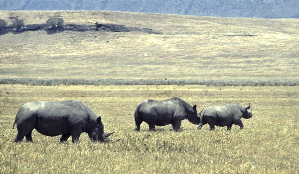 Nosoroce biae w kraterze Ngorongoro