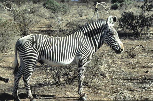 Zebra Grevy_ego