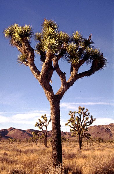 Joshua Tree National Monument - Kalifornia