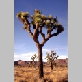 Joshua Tree National Monument - Kalifornia