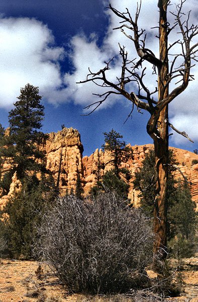 Bryce Canyon National Park - Utah (9)