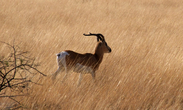 Antylopa impala