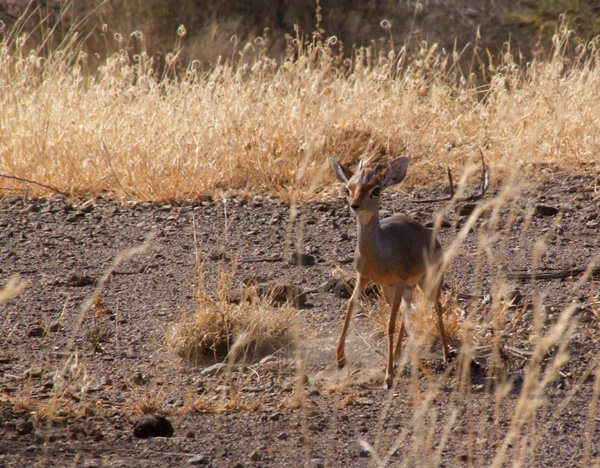 Antylopa dik-dik