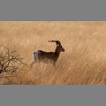 Antylopa impala