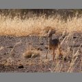 Antylopa dik-dik