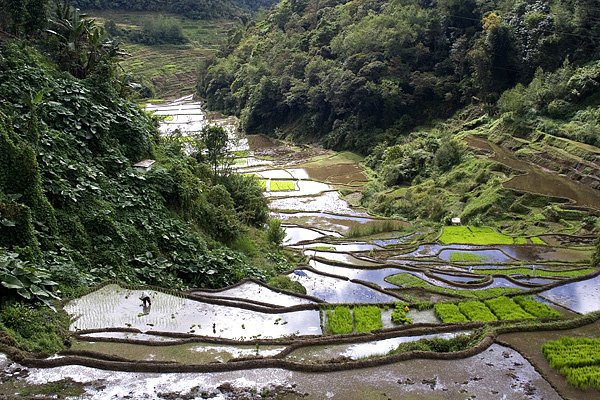 Ryowe tarasy w pobliu Banaue (1)