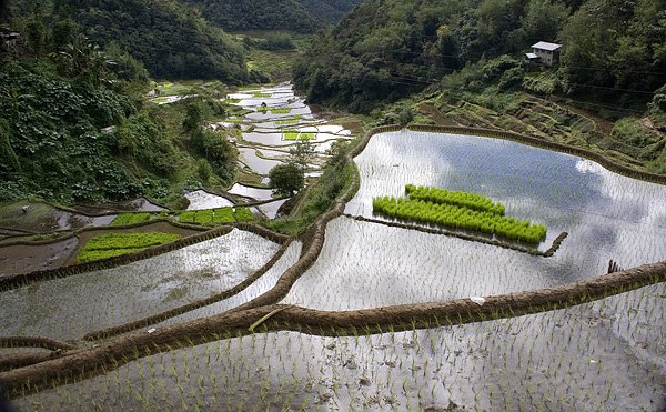 Ryowe tarasy w pobliu Banaue (2)