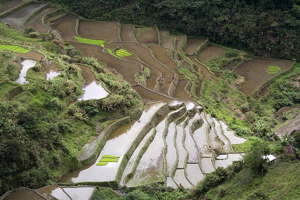 Ryowe tarasy w pobliu Banaue (3)