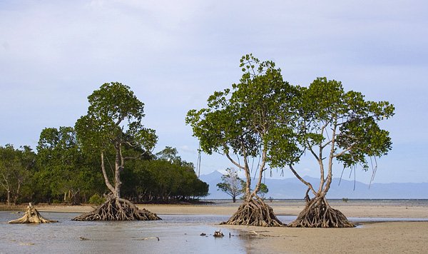 Mangrowcowa plaa na Palawanie