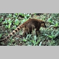 Coati - krewny szopa pracza