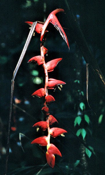 Helikonia z Parku Tortuguero