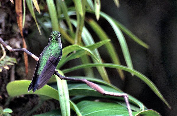 Koliber z Monteverde