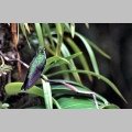 Koliber z Monteverde