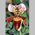 Storczyk Paphiopedilum charlesworthii