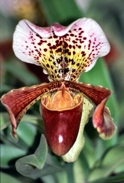 Storczyk Paphiopedilum charlesworthii