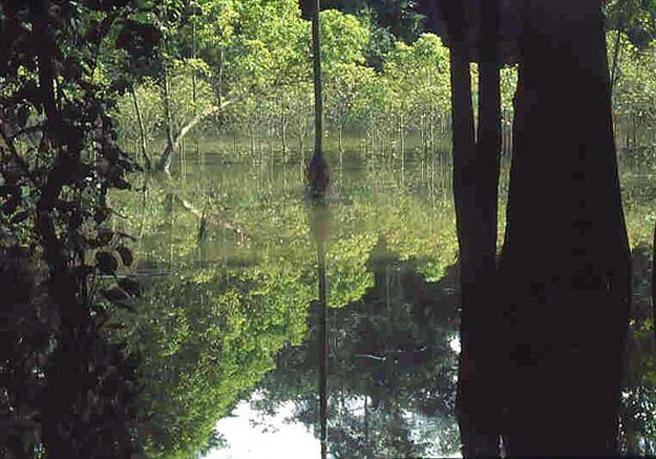 Bagienna dungla we wschodnim Borneo (Sabah)