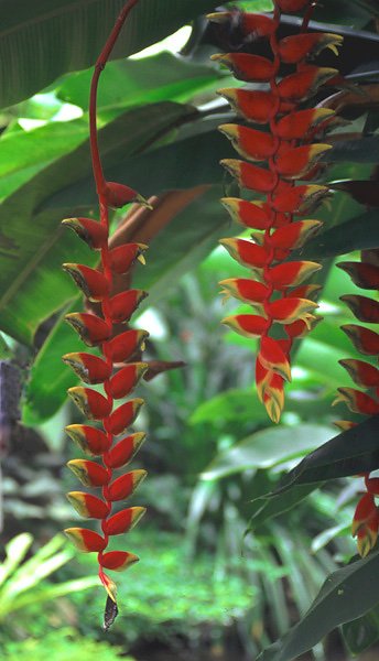 Helikonia