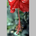 Kwiat hibiskusa (1)