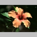 Kwiat hibiskusa (2)
