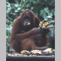 Mama - orangutan w rezerwacie Sepilok (Sabah)