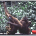 Para m�odych orangutan�w w rezerwacie Sepilok (Sabah)