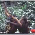 Para modych orangutanw w rezerwacie Sepilok (Sabah)