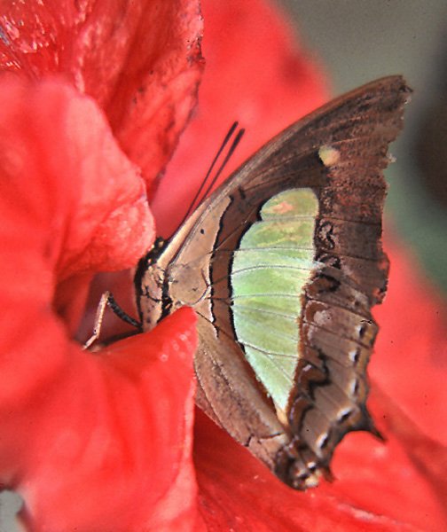Motyl z Penangu