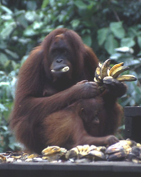 Mama - orangutan w rezerwacie Sepilok (Sabah)