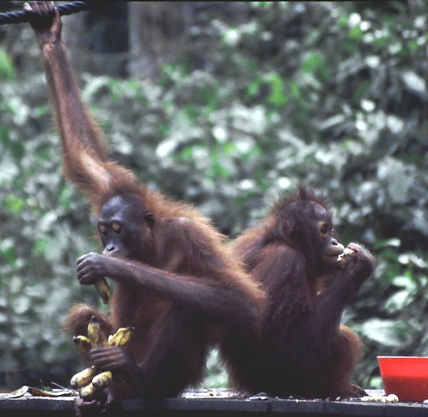 Para modych orangutanw w rezerwacie Sepilok (Sabah)