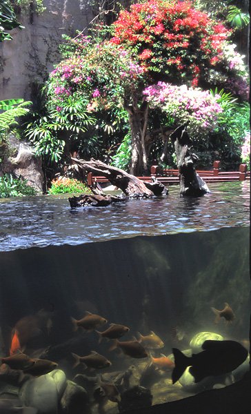 Fragment oceanarium na wyspie Langkawi