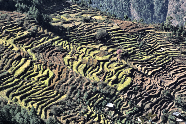 Pola uprawne w dolinie Langtang (1)