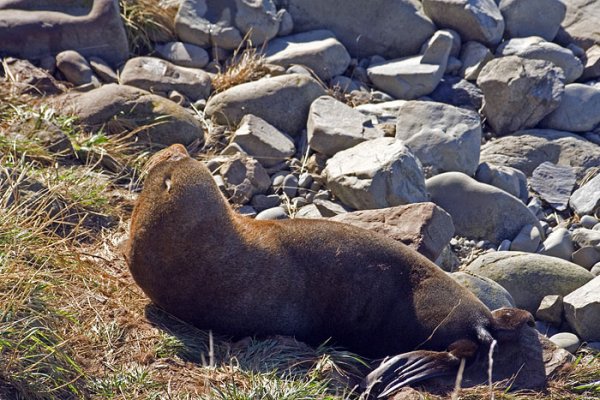 Kolonia fok w pobliu Kaikoura