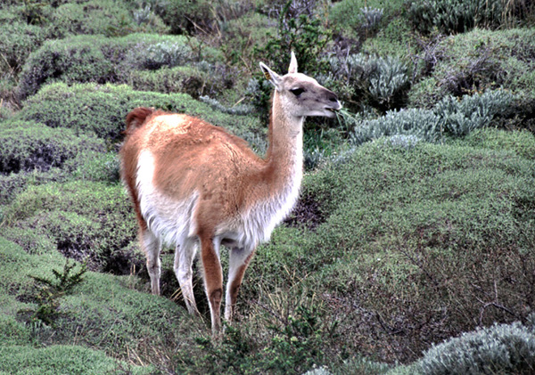 Guanako