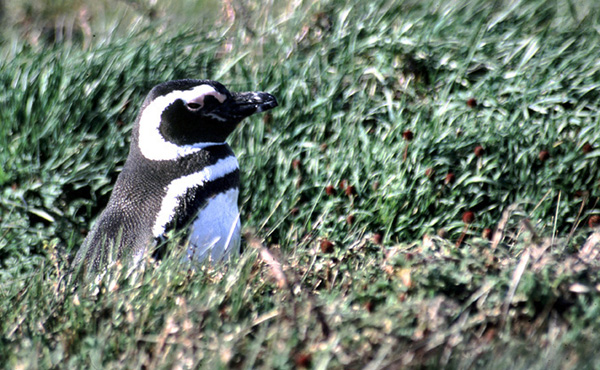 Pingwin Magellana nad zatok Otway